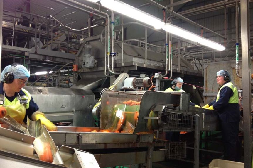 Hydraulic cylinders for potato and carrot food processing facility